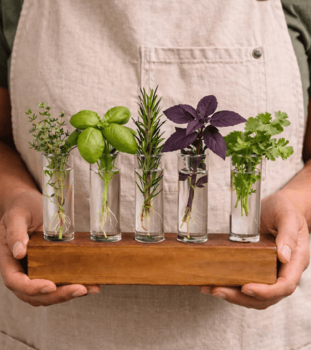 Hydroponic Window Herb Garden